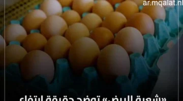 أسعار البيض في كفر الشيخ تتخطى 120 جنيهًا للطبق في المزارع والأسواق